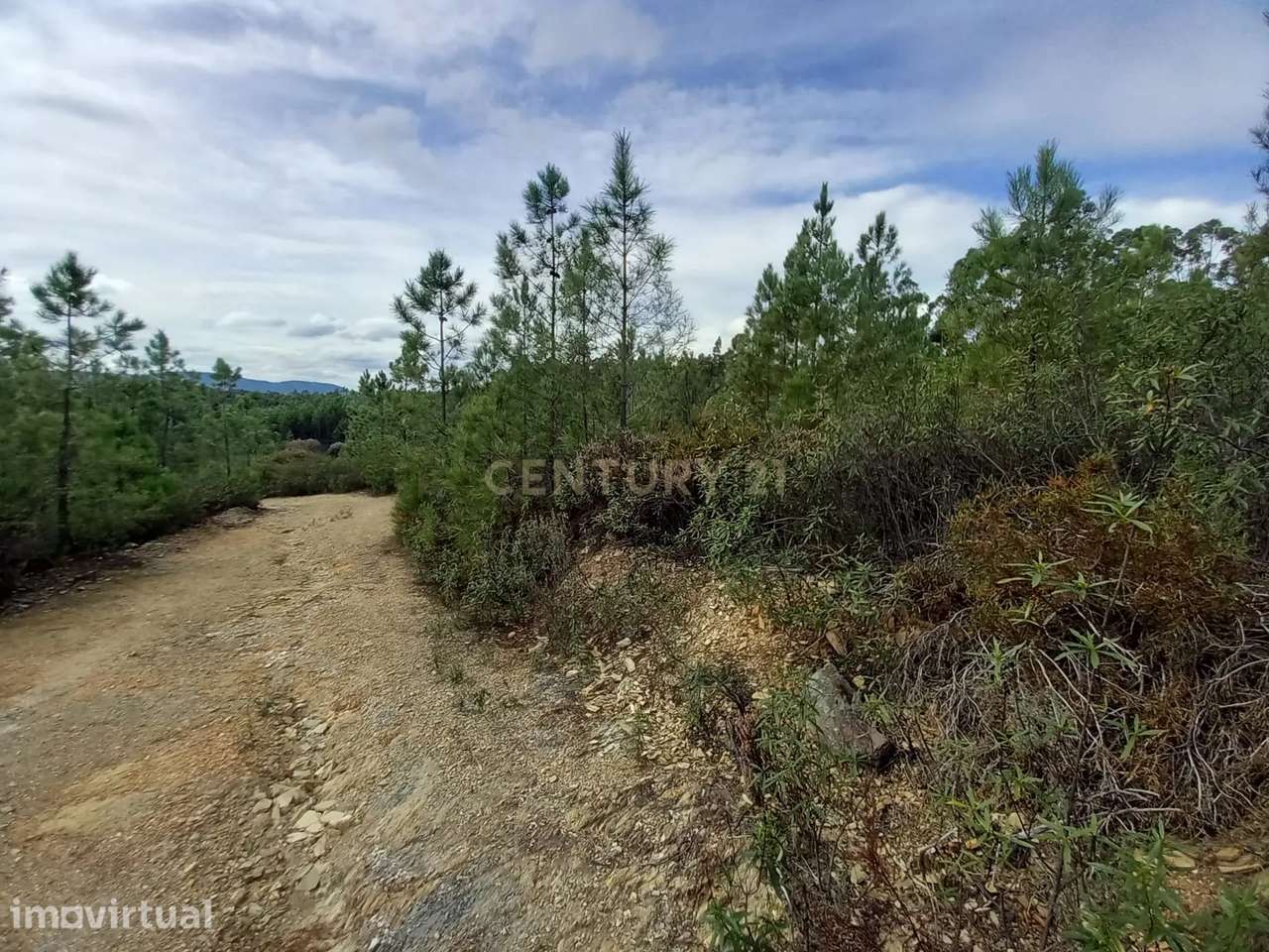 Terreno Rustico com 6120 m2 Vale da Pereira-Santo André das Tojeiras - Grande imagem: 5/8