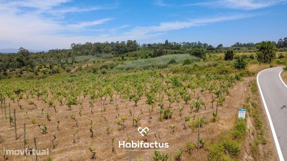 Oportunidade Única: Quinta Excepcional com Vinha de Castas Selecionada - Grande imagem: 4/10