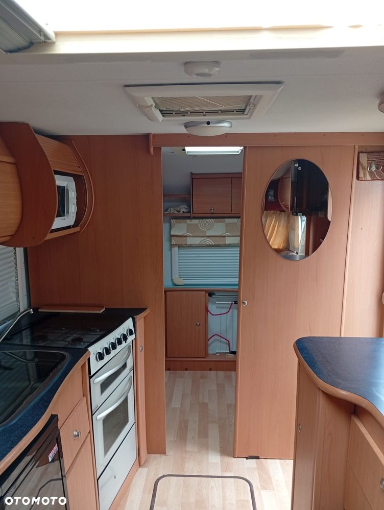 Avondale Golden Auocet - 4