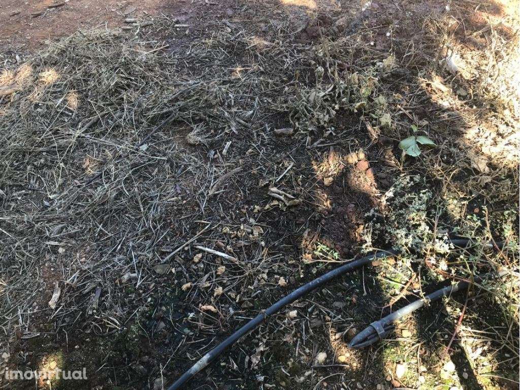 Estremoz Évora herdade 4ha com armazém de 600m2. Bom Investimento - Grande imagem: 5/25