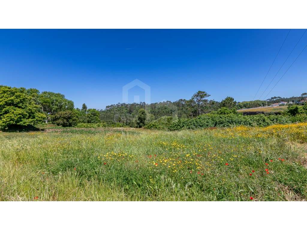 Vende Terreno - Ericeira 15 Km, A Casa das Casas - Grande imagem: 4/14