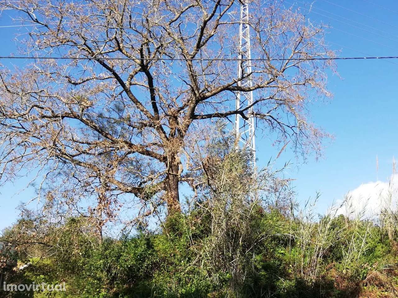 Terreno para construção em Póvoa - Alcobaça - Grande imagem: 2/3