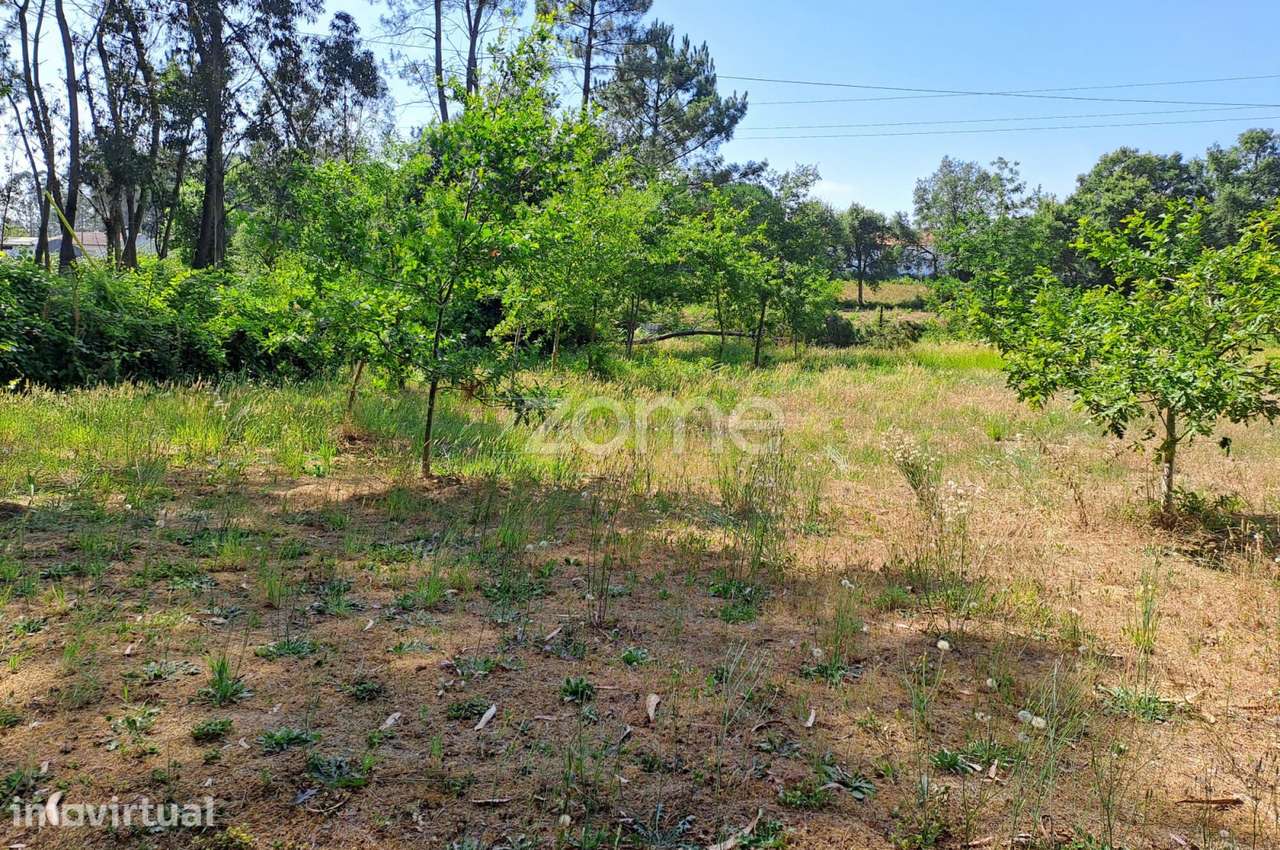 Terreno agrícola Areeiro 2978m², vedado, árvores pomar, Águeda, Ave... - Grande imagem: 3/35