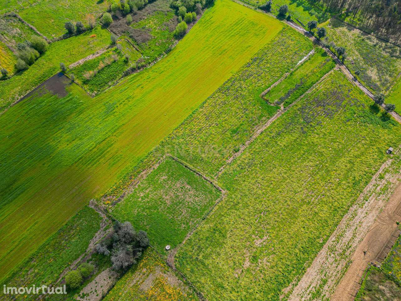 Terreno Agrícola plano, com 4.900m², em Curvos - Grande imagem: 4/16