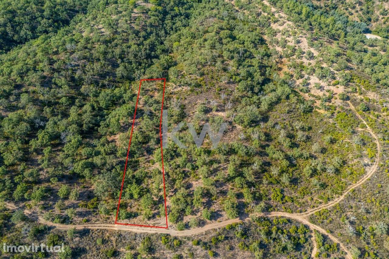 Terreno com 9700 m2 em Cepo, Querença, produção de cortiça e medronhos - Grande imagem: 2/29