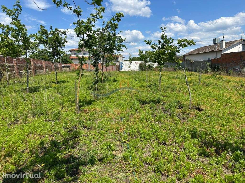 Terreno - Granja, Monte Real - Grande imagem: 4/15