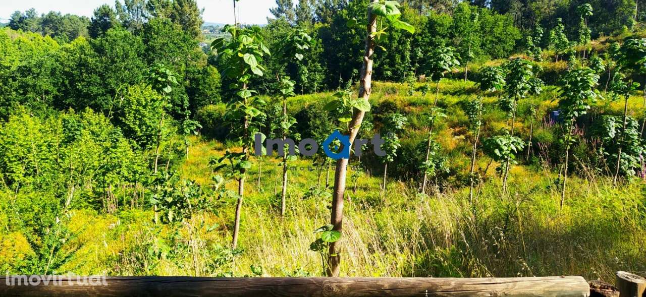 Terreno com nascente de Água! - Grande imagem: 5/21