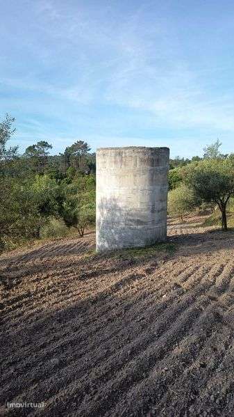 Venda de Olival em Chancelaria - Pafarrão - Grande imagem: 3/12