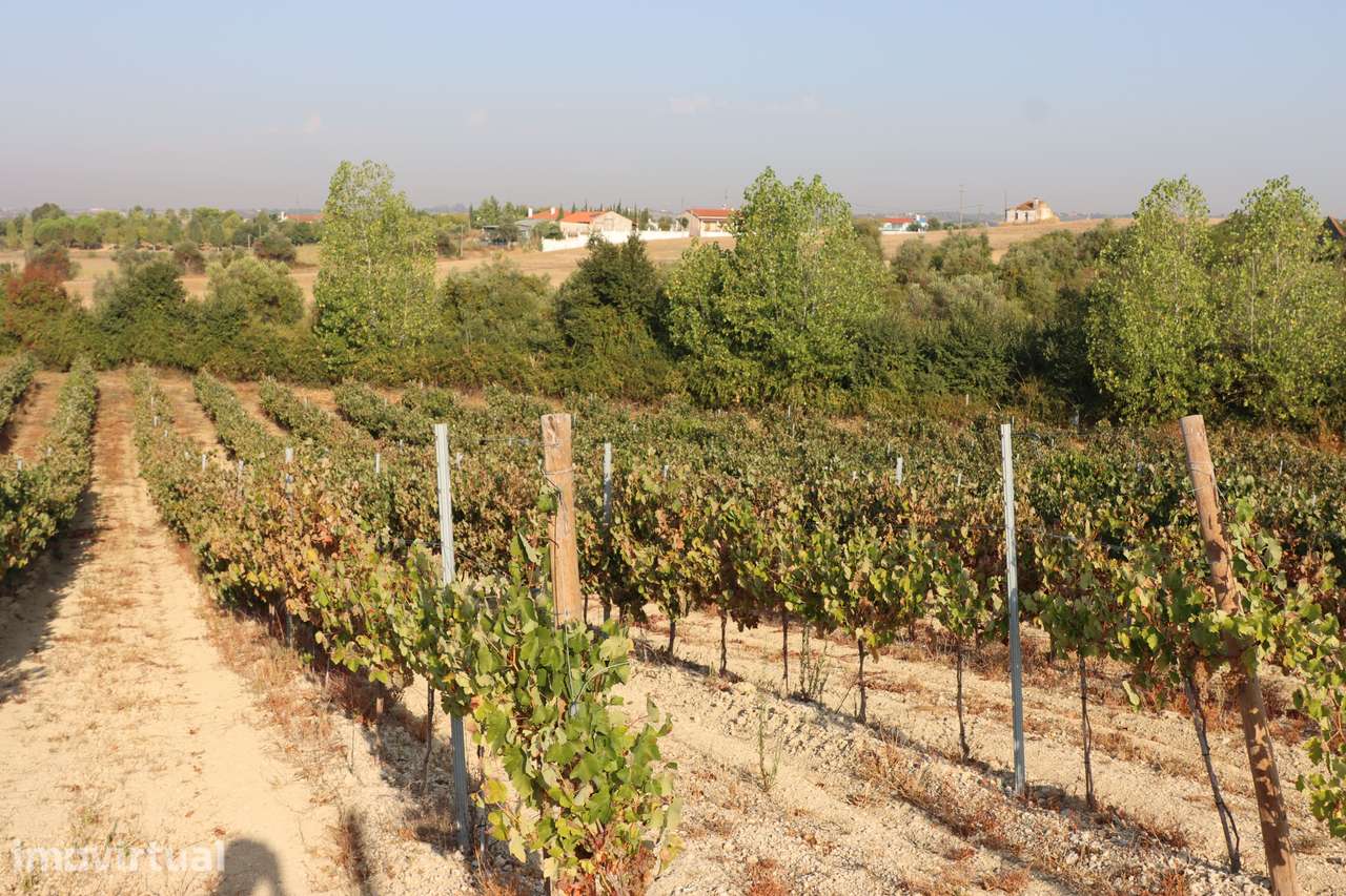 Quinta com 7,3 hectares, vinhas em produção e excelente potencial - Grande imagem: 2/33