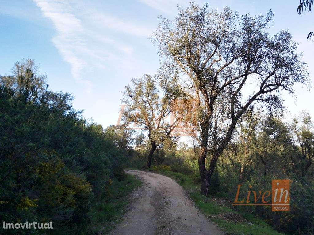 Terreno Rústico com 11400m² em Tomar - Grande imagem: 4/7