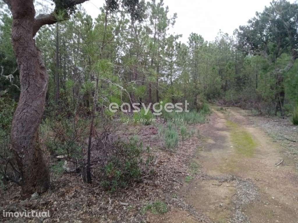 Terreno Rústico em Benquerenças junto a percurso de Trail - Grande imagem: 5/14