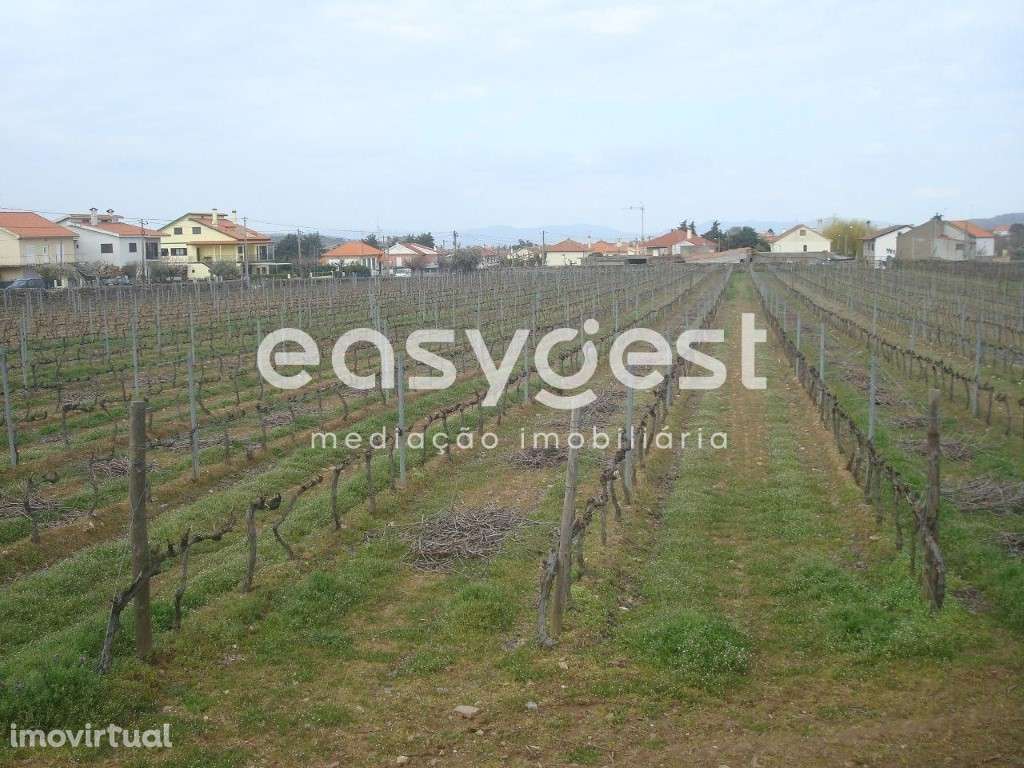 Terreno agrícola situado no douro vinhateiro Vila Nova De Foz Côa - Grande imagem: 3/30