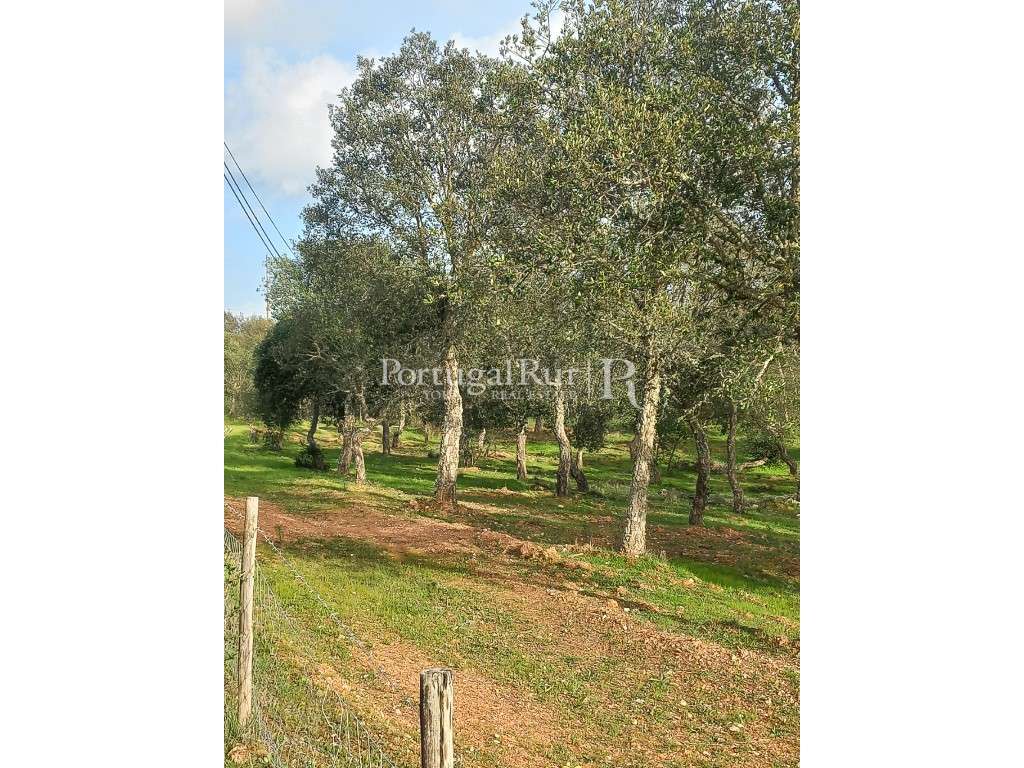 Terreno em Serpa com Viabilidade para Construção - Grande imagem: 4/8