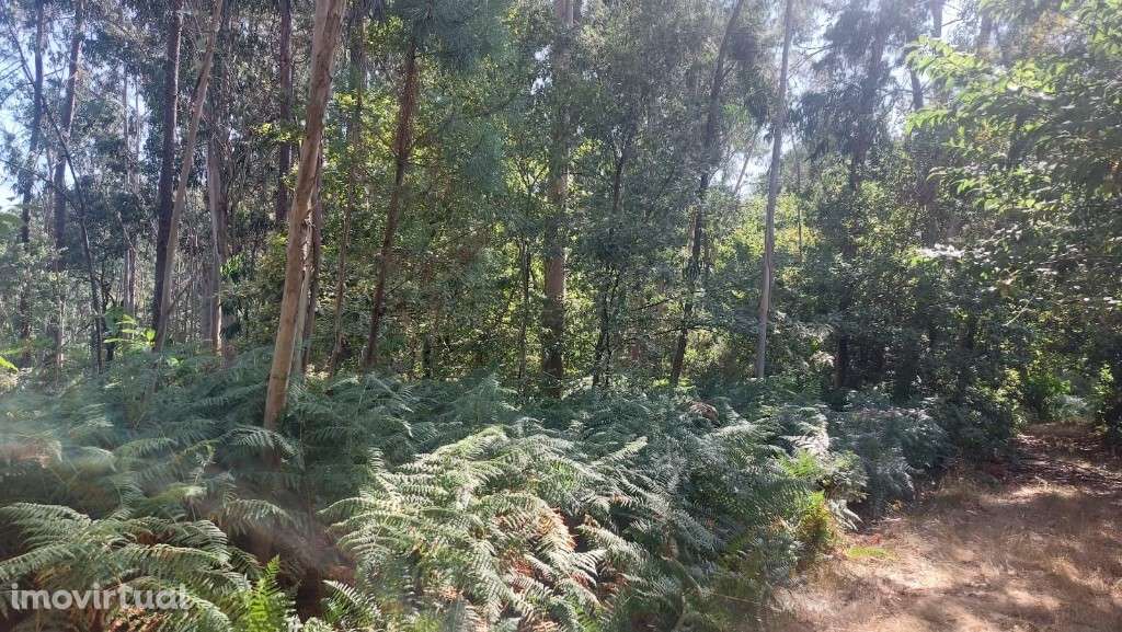 Bouça - Paredes Secas - Grande imagem: 3/5