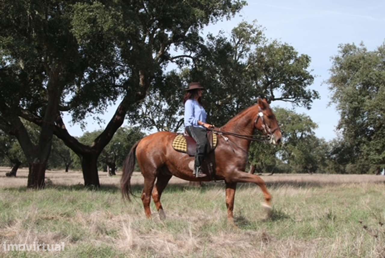 Herdade Exclusiva no Alto Alentejo com Projeto Turístico - Grande imagem: 3/51