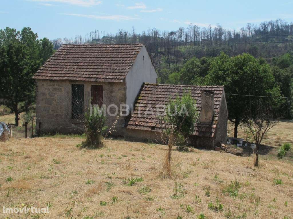 Quinta de Mirtilos com mais de 3 Hectares, localizada perto de Tondela - Grande imagem: 4/26