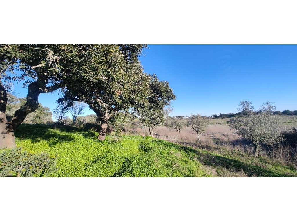 TERRENO RÚSTICO PARA VENDA - UMA OPORTUNIDADE NA SERRA DE GRÂNDOLA - Grande imagem: 3/21