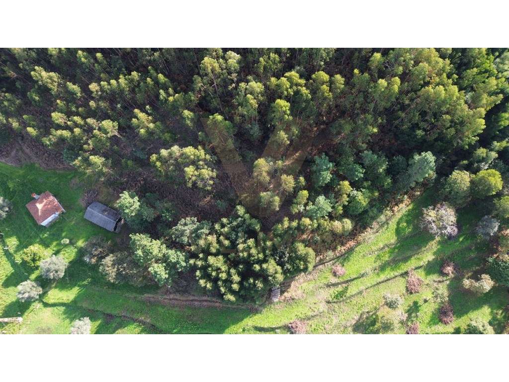 Terreno com Anexo - Moreira do Lima - Ponte de Lima - Grande imagem: 4/12