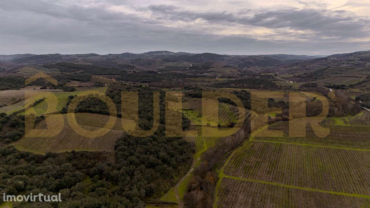 Quinta do Arieiro - Cedovim | Vila Nova de Foz Côa | Douro Superior - Grande imagem: 3/52