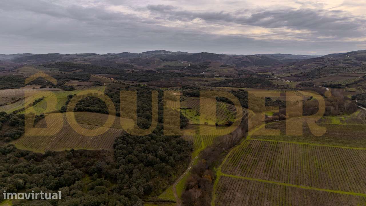 Quinta do Arieiro - Cedovim | Vila Nova de Foz Côa | Douro Superior - Grande imagem: 3/52