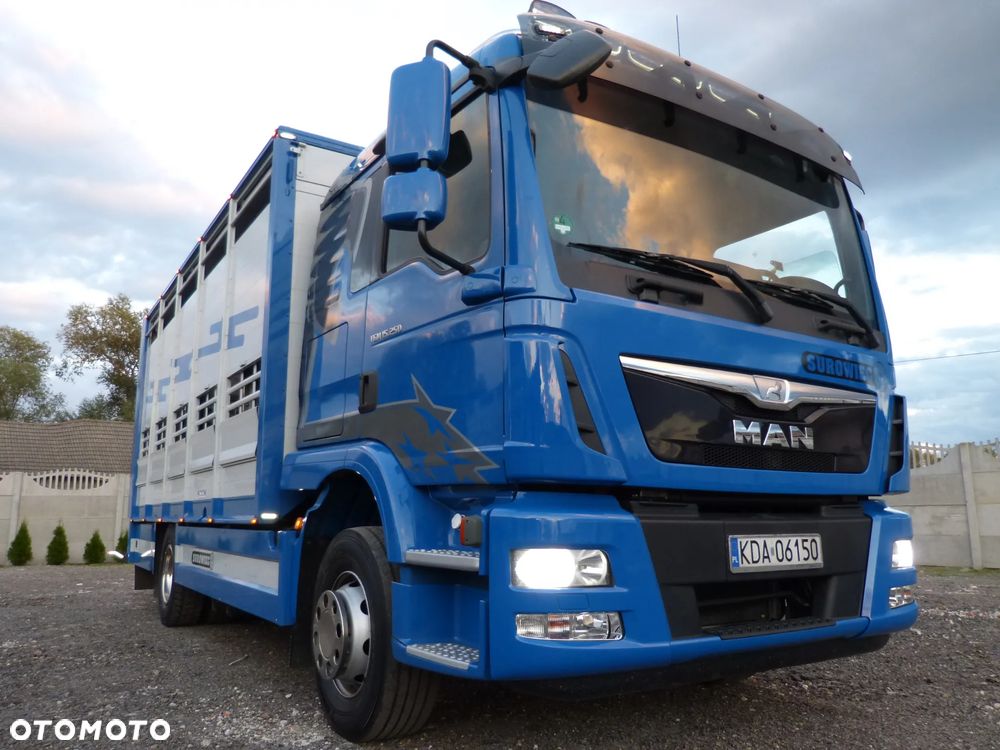 MAN TGM 15.250 DO ŻYWCA / ZWIERZĄT / BYDŁA / WAGA EL/. EURO 6 / DŁ. 5.20M /XENON - 38