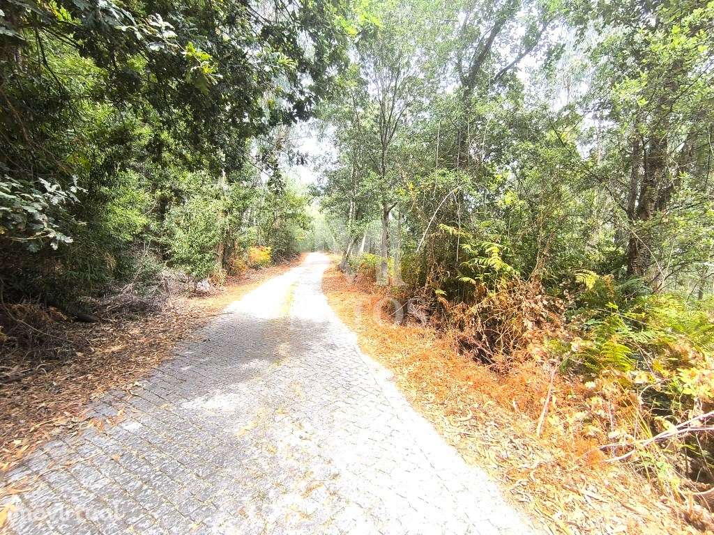 Terreno rústico em Aguiar - Grande imagem: 3/11