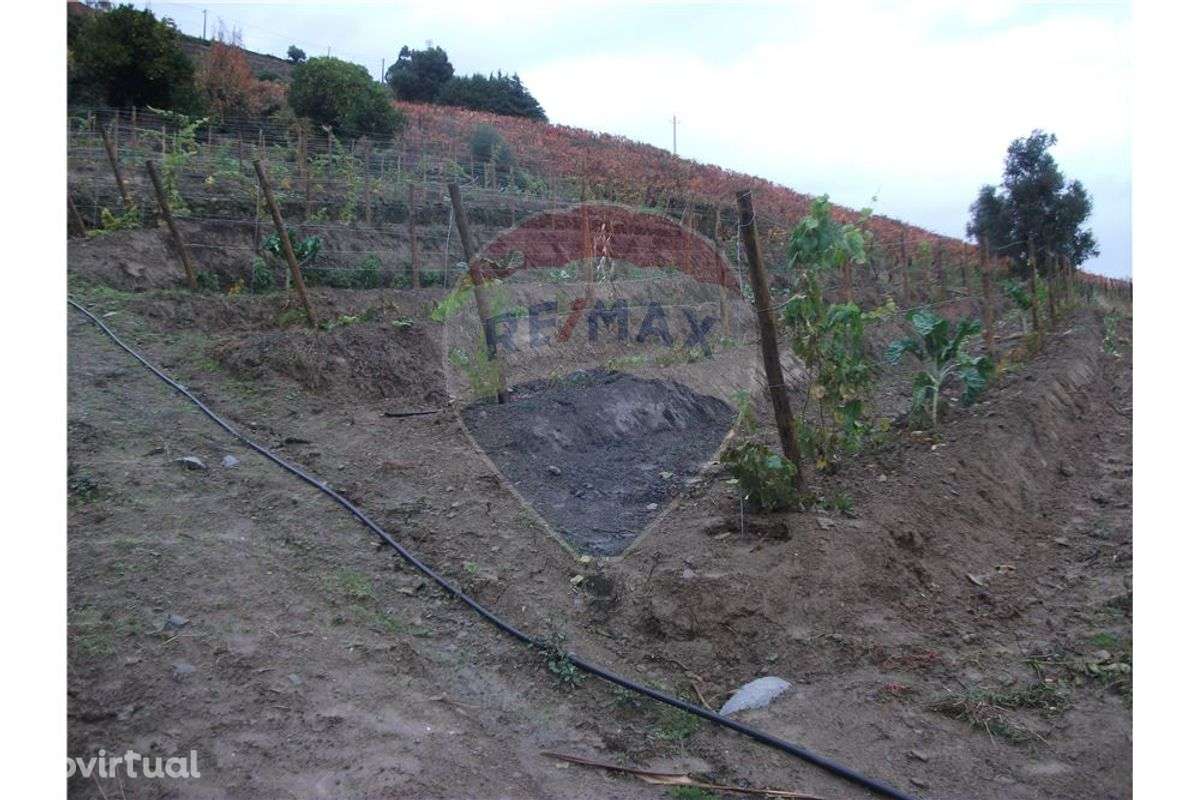 Terreno com vinha nova, campo e pomar - Grande imagem: 2/16