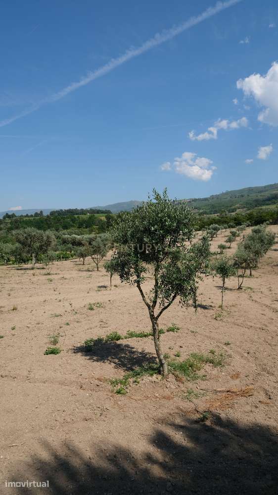 Terreno com 2.006 m², oliveiras em produção e construção de apoio | Sã - Grande imagem: 5/13