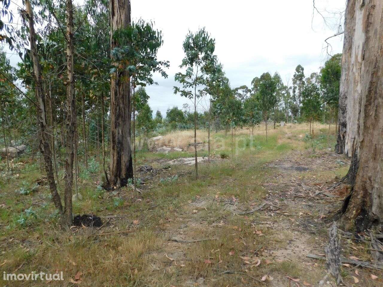 Terreno / Seia, Sameice - Grande imagem: 2/20