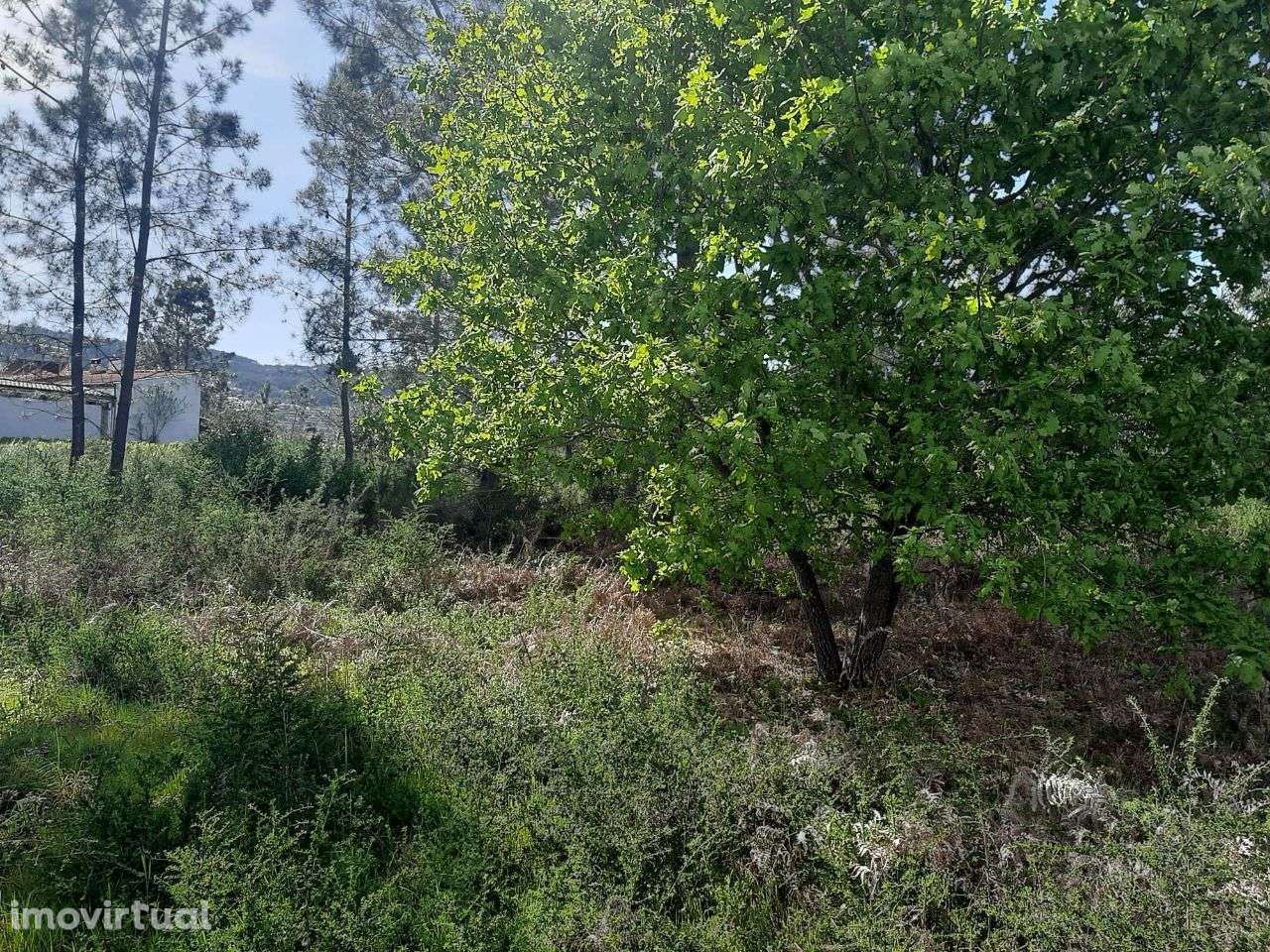 Arrenda Terreno Apróx. 3.500m2 Termas São Vicente Penafiel - Grande imagem: 2/7