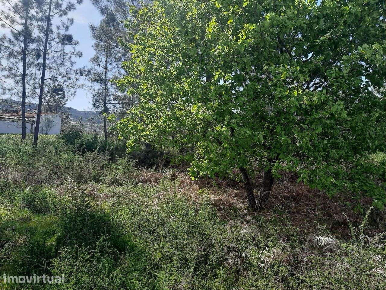 Arrenda Terreno Apróx. 3.500m2 Termas São Vicente Penafiel - Grande imagem: 2/7