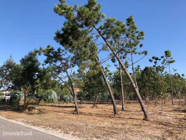 Terreno Vieira / Leiria - Grande imagem: 2/2