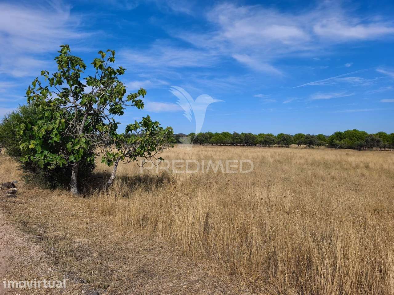 Albufeira-Paderne Montes Elois -Terreno Rustico plano 24360m2 - Grande imagem: 5/12