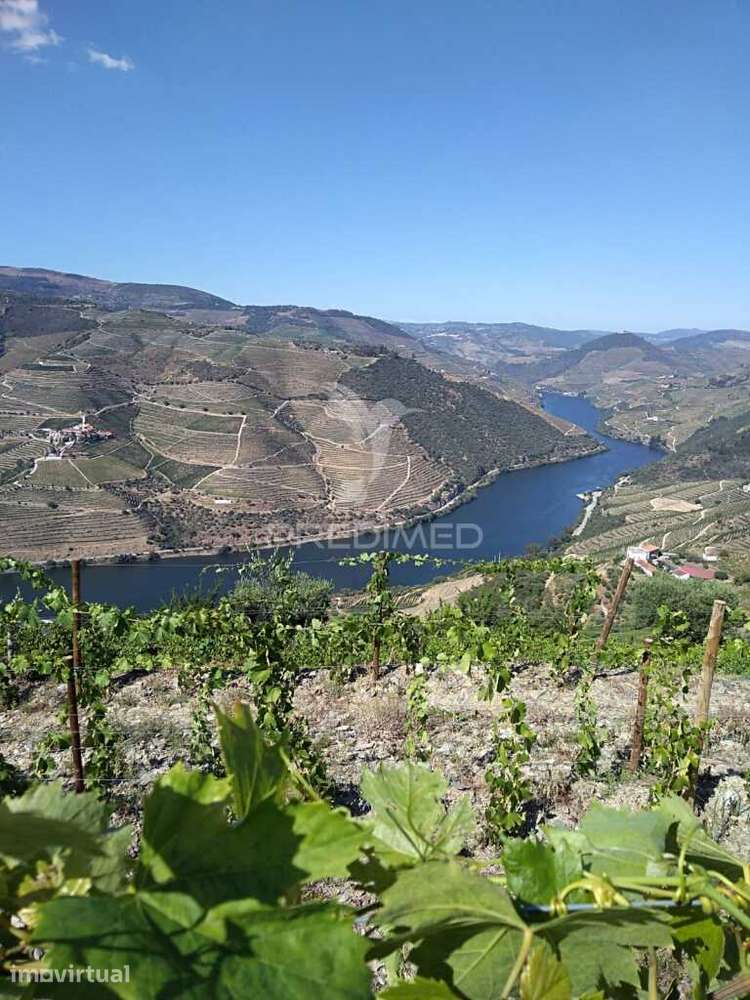 Magnífica quinta vinícola, para venda, no Alto Douro Vinhateiro - Grande imagem: 5/16