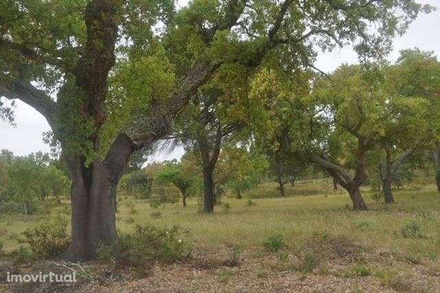 Herdade, para venda, Ponte de Sor - Foros de Arrão - Grande imagem: 5/10