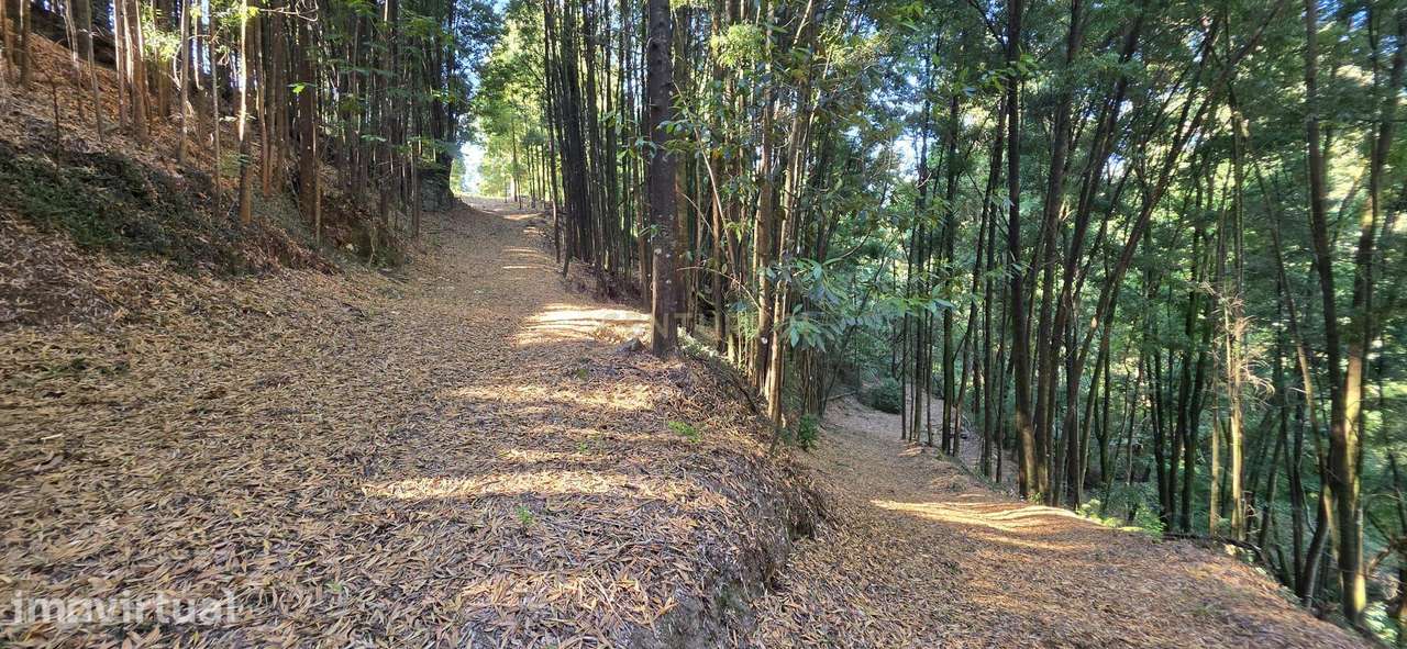 Terreno com Ruínas em Pedra – Penelas, Termas de São Vicente (Penafie - Grande imagem: 4/56
