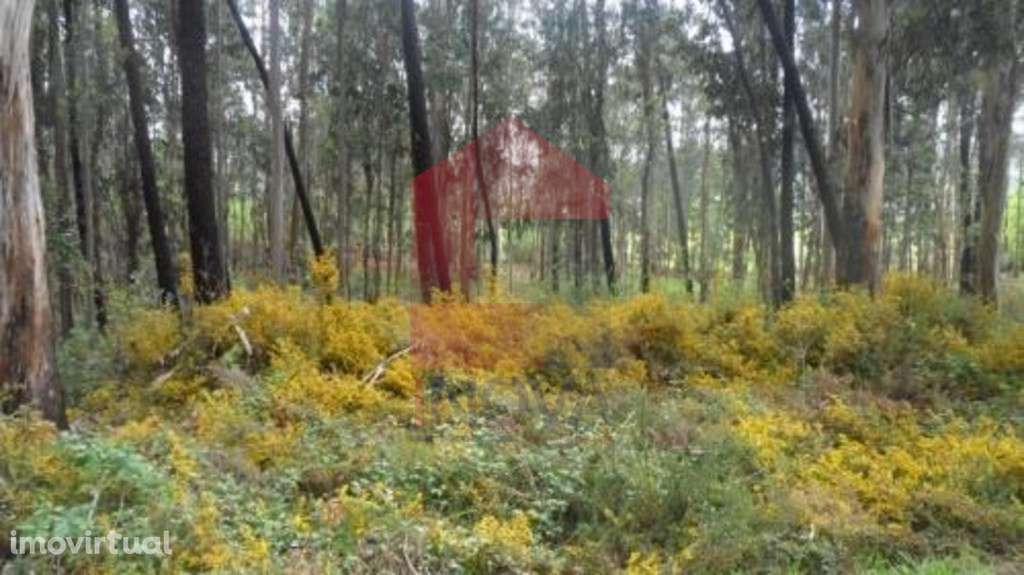 Terreno, Freiriz - Grande imagem: 2/6