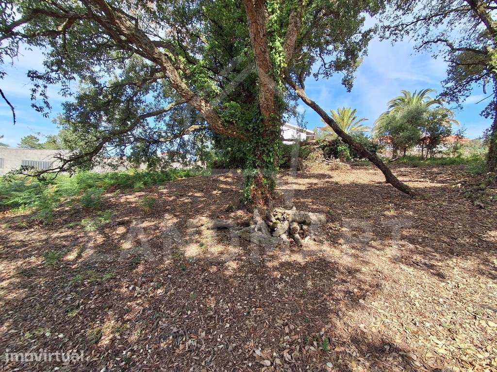 Terreno para Construção - Benedita - Grande imagem: 3/4