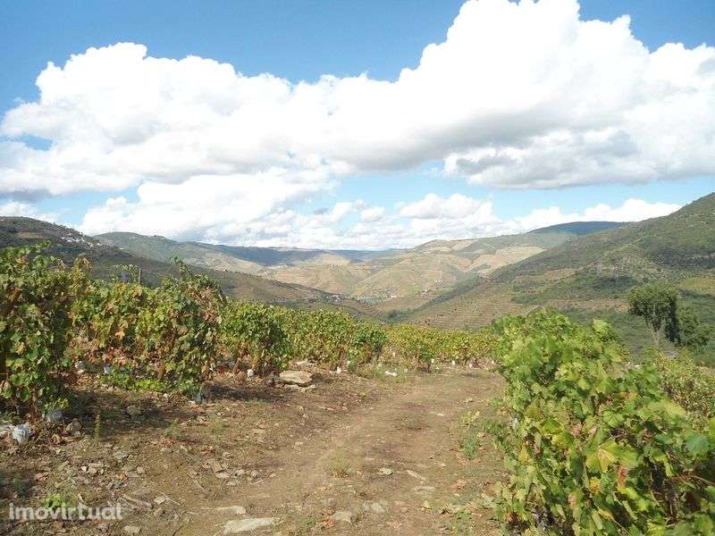 Quintinha no Douro 4 hectares, possibilidade de construcao - Grande imagem: 3/5