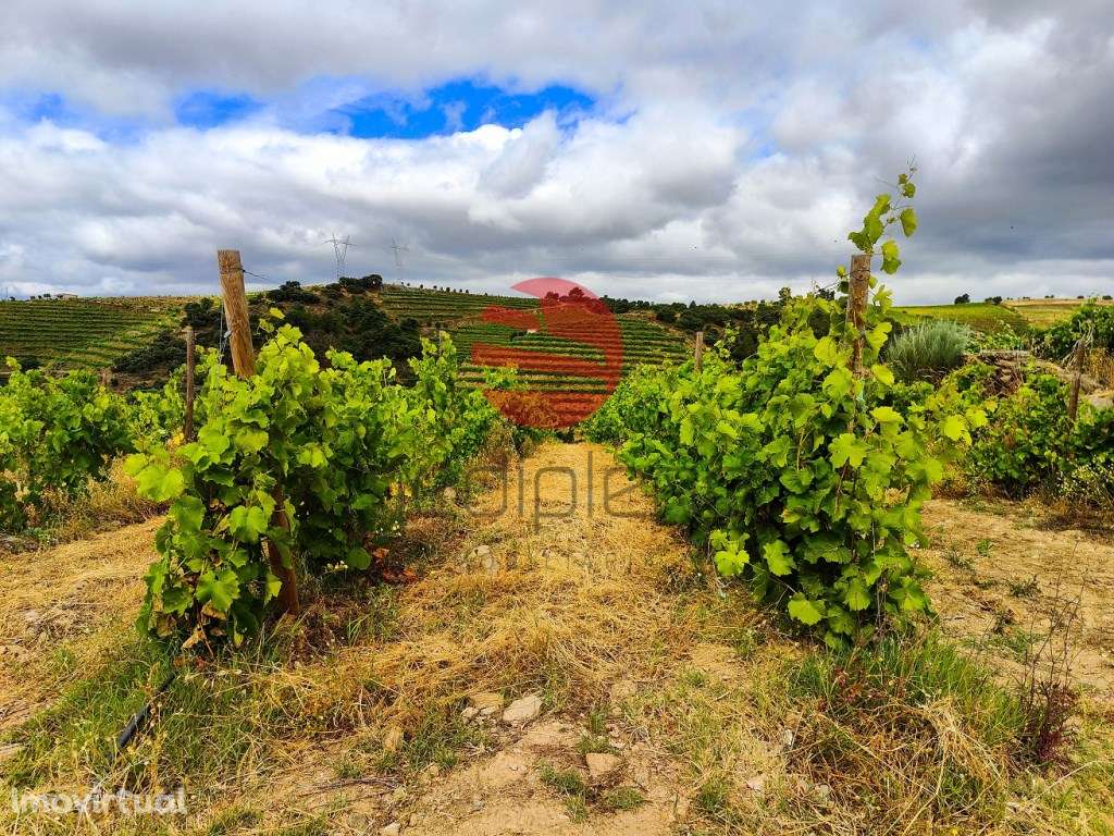 QUINTA NO DOURO SUPERIOR - Grande imagem: 3/17