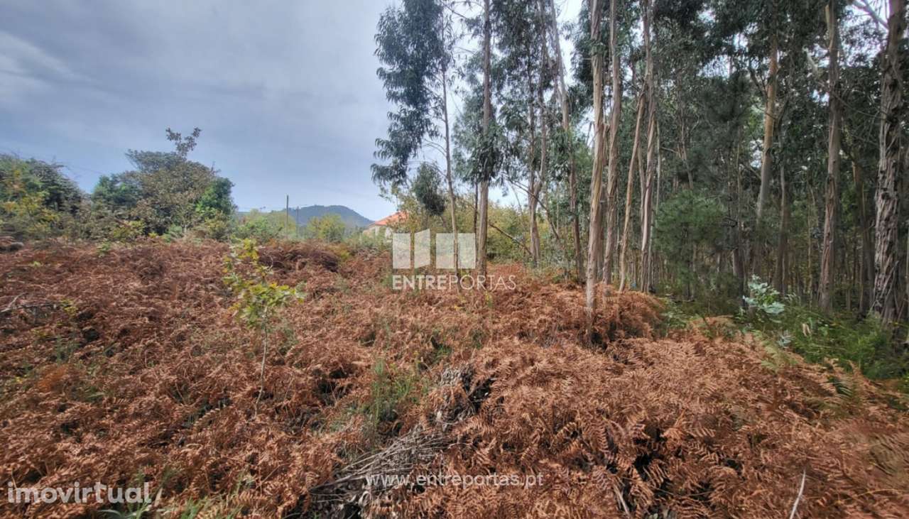 Venda de terreno florestal c/ 650m², Subportela, Viana do Castelo - Grande imagem: 4/30