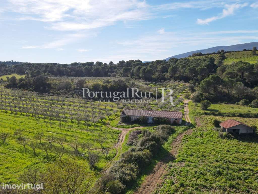 Quinta / Olival com 9,5 hectares em Torres Novas - Grande imagem: 4/43