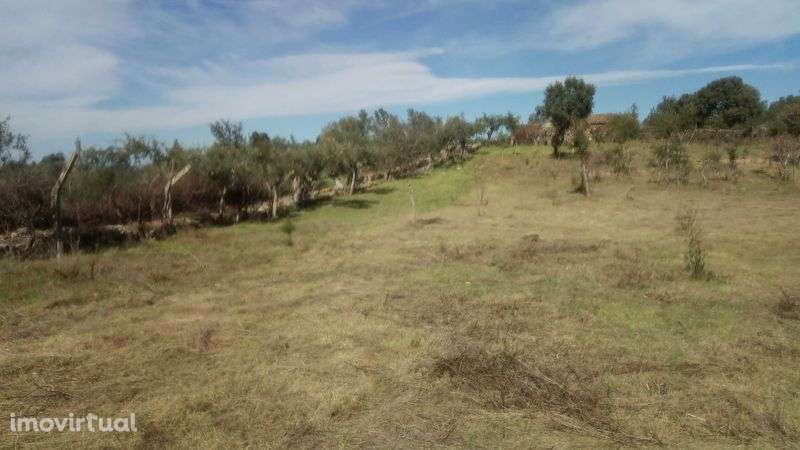 Quintinha (P. Autoestrada A23 Benquerenças -C. Branco) Sítio AZINHEIRA - Grande imagem: 4/10