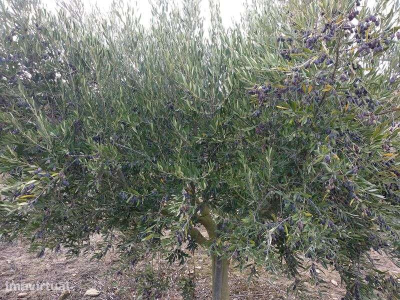 Terreno agrícola com olival 1ha Alenquer - Grande imagem: 5/6