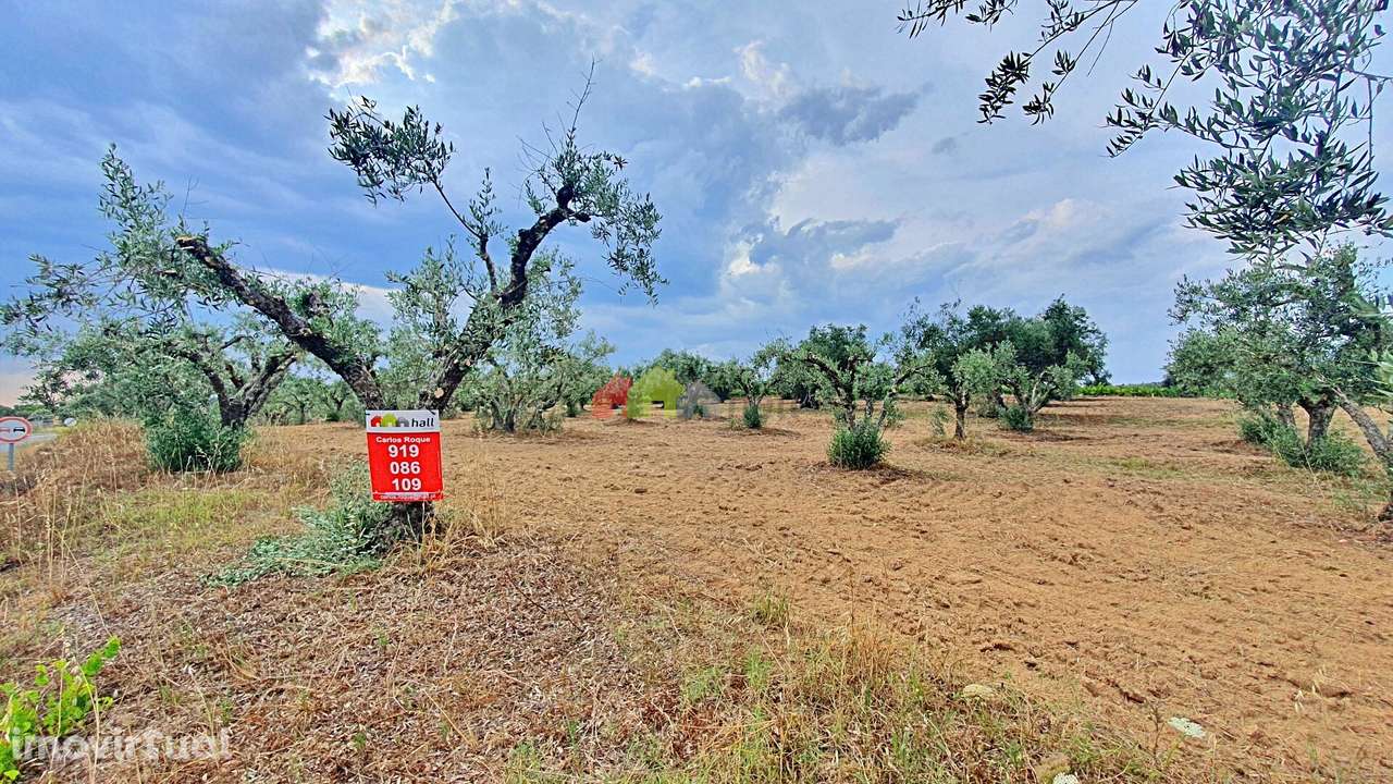 Terreno rústico com compacto olival - Grande imagem: 5/30