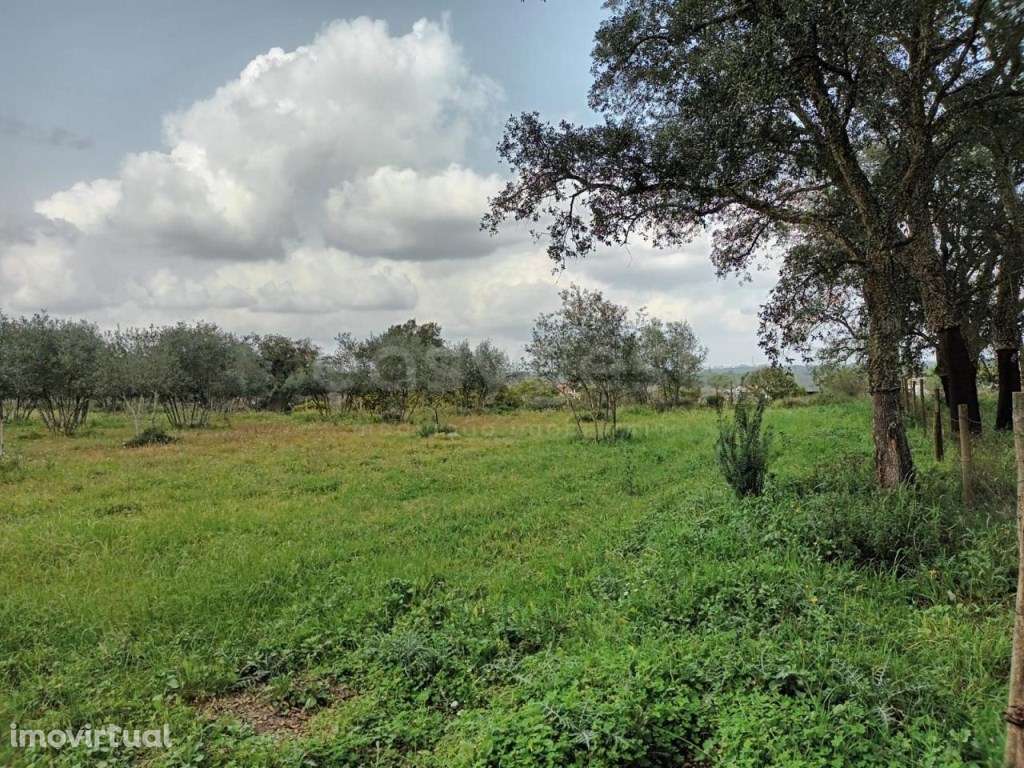 Olival situado na freguesia de Canha, concelho do Montijo - Grande imagem: 4/4