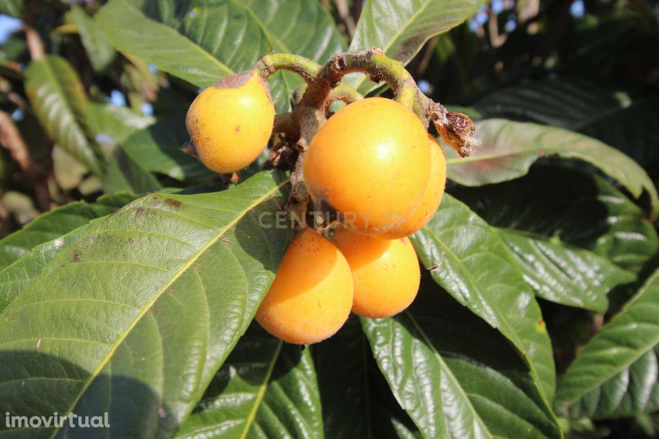 Terreno Urbano em Porto de Lagos, Portimão - Grande imagem: 5/7