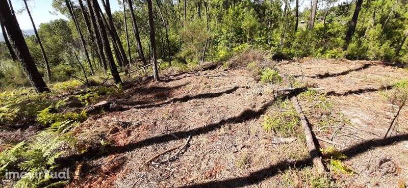 Pinhal sito à Portela, com bons acessos. - Grande imagem: 4/5