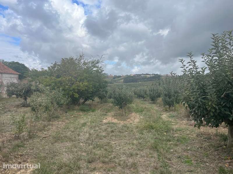 Moradia e Pomar em Carvalhal, Bombarral -  9 670 m² - Grande imagem: 3/25