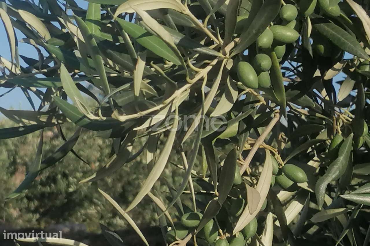 Terreno Agrícola com Rentabilidade (Olival, Amendoeiras) em Trevões - Grande imagem: 4/15